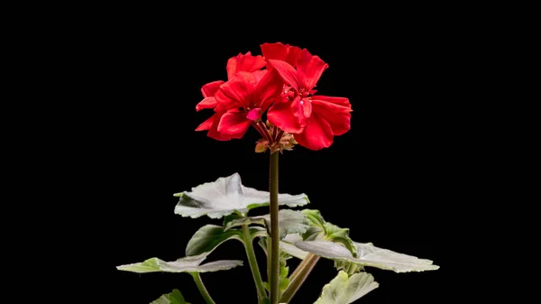 赤ペラルゴニウムまたはゼラニウムの花 黒の背景に隔離された — ストック写真