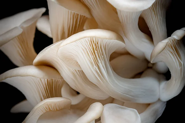 从黑色背景分离出来的灰色牡蛎蘑菇 — 图库照片