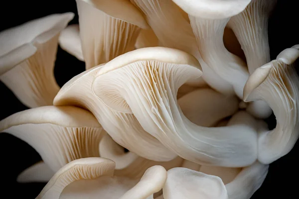 从黑色背景分离出来的灰色牡蛎蘑菇 免版税图库图片