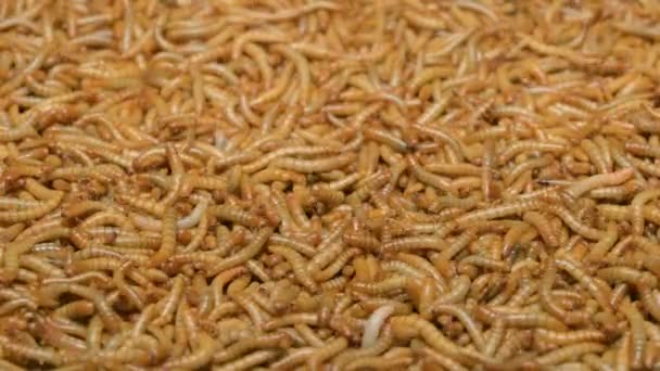 Głodne Mealworms Top Widok Robaki Paszowe Dla Egzotycznych Zwierząt Wiele — Wideo stockowe