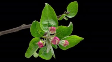4K Time Lapse of blooming Apple flowers on black background. Spring timelapse of opening beautiful flowers on branches Apple tree.