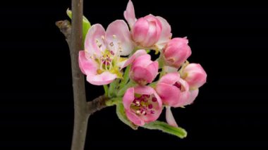 4K Zaman aşımı Pembe çiçeklerle çiçek açan ağaç oh siyah arkaplan, yakın plan.