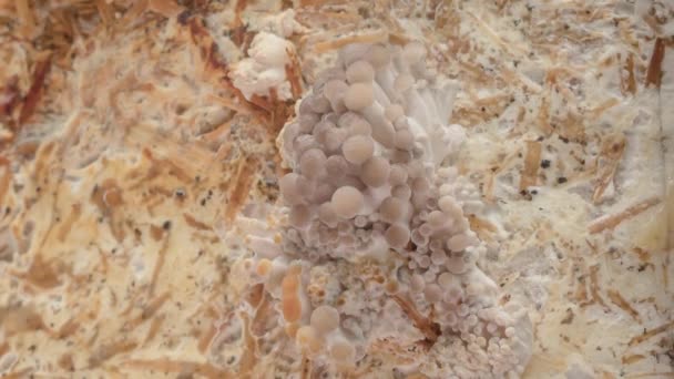 Time Lapse Oyster Mushrooms Growing Close Healthy Eco Food Edible — 图库视频影像
