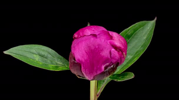 Time Lapse Blooming Purple Peony Flower Isolated Black Background Calendário — Vídeo de Stock
