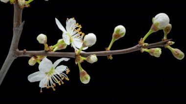 Arka planda izole edilmiş ağaç dalında çiçek açan kiraz erikli beyaz çiçeklerin 4K Zaman Hızı. Vahşi erik çiçeklerinin baharda açtığı zaman, yakın plan.