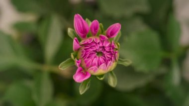 Çiçek açan pembe Dahlia 'nın 4K Zaman Süreleri. Güzel bir çiçek yetiştirip açmanın zamanı, en üst manzara. Zaman atlamalı yakın çekim.