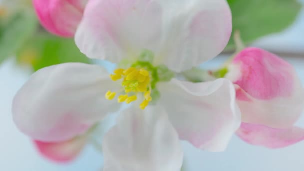 Time Lapse Blooming Flores Maçã Fundo Céu Azul Primavera Timelapse — Vídeo de Stock