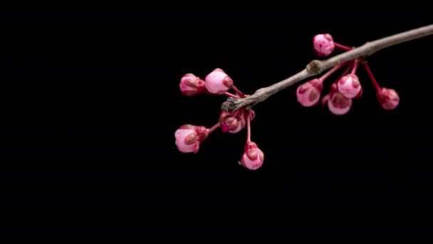 Time Lapse Blossoming Branch Pink Cherry Blossom Flowers Springtime Time — Stock Video