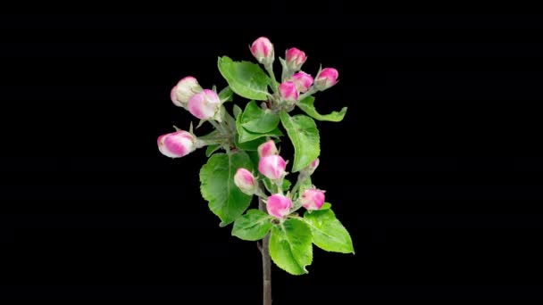Time黒い背景にアップルの花を咲かせます 枝に美しい花を咲かせる春の訪れアップルの木 — ストック動画