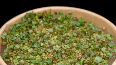 Arugula 'nın 4K Zaman Süreleri siyah arka planda büyüyen mikro yeşillikler. Mikro yeşillikler için tohum ekiyorum. Yenilebilir bitkilerin filizleri zamanla değişir. Sağlıklı yiyecekler. Evde bahçıvanlık. Eko çiftliği.
