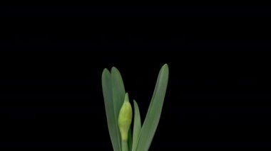 Siyah arka planda bulunan sarı Narcissus çiçeklerinin açılışı 4K zaman aşımı. Nergislerin zaman çizelgesi yakın plan. Güzel bahar çiçeklerinin açılışı zaman aşımı.