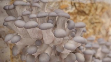 4K İstiridye Mantarı Hızlandırması. Yakın plan. Sağlıklı ECO yemeği. Biyoloji çiftliğinde yenilebilir mantar yetiştirilir. Gıda üretim işi.