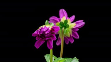 Çiçek açan pembe Dahlia 'nın 4K Zaman Süreleri. Siyah arka planda izole edilmiş güzel çiçekleri büyütme ve açma zamanı. Zaman atlamalı yakın çekim.