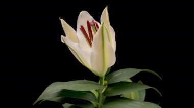 Siyah arka planda izole edilmiş beyaz zambak çiçeğinin 4K Zaman Hızı. Güzel Lily 'nin çiçek tomurcuğunun açılışı, yakın çekim.