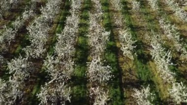 Çiçek açan elma ağaçlarının hava manzarası. Baharda çiçek açan bahçe. Çiçek açan meyve ağaçlarının drone görüntüsü.