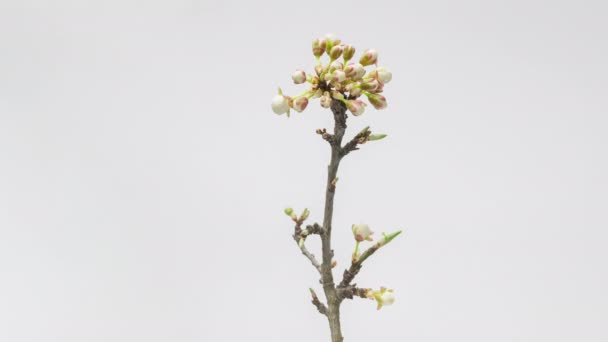 Time Lapso Floración Flores Blancas Ciruela Cerezo Rama Árbol Sobre — Vídeo de stock