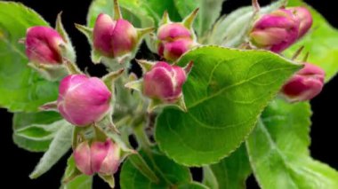 4K Time Lapse of blooming Apple flowers on black background. Spring timelapse of opening beautiful flowers on branches Apple tree.