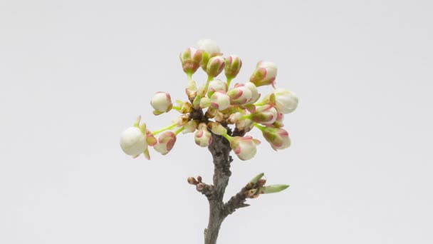 Time Lapse Flowering White Flowers Cherry Plum Tree Branch White — Vídeo de stock