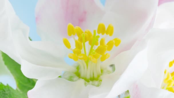 Time Lapse Blooming Flores Manzana Sobre Fondo Cielo Azul Timelapse — Vídeos de Stock