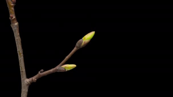 Time Lapse Young Green Leaf Tree Branch Spring Timelapse Abertura — Vídeo de Stock