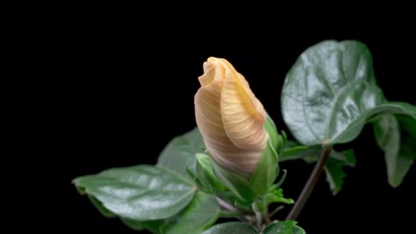 Time Lapso Floración Flor Hibisco Rosa Sobre Fondo Negro — Vídeos de Stock