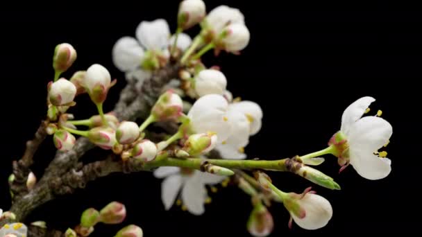 Time Lapse Flowering White Flowers Cherry Plum Tree Branch Isolated — Stock Video