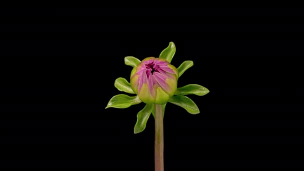 パープルダリアのタイムラップ 黒い背景に成長し 美しい花を開くタイムラプス タイムラプスクローズアップ — ストック動画