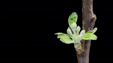4K Time Lapse of flowering white Apple flowers on black background. Spring timelapse of opening beautiful flowers on branches Apple tree, close-up.