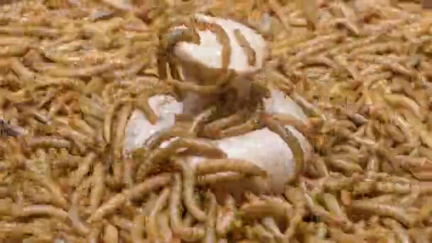 Time Lapse Mealworms Eating Fresh Champignon Mushrooms — Vídeo de Stock
