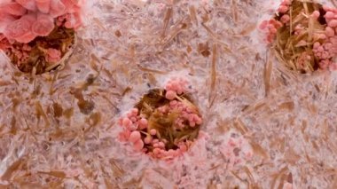 Pembe istiridye mantarlarının büyümesi, yakın çekim. Biyoloji çiftliğinde yenilebilir mantar yetiştirilir. Gıda üretim işi. Sağlıklı ECO yemekleri.
