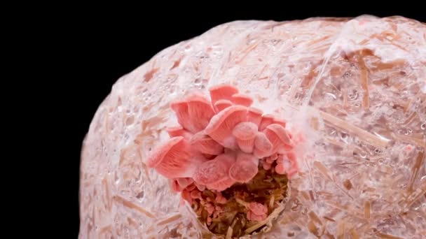Time Lapse Pink Oyster Mushrooms Growing Close Edible Mushroom Grow — Stock Video