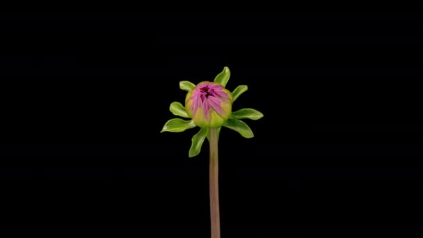 Time Lapse Blooming Purple Dahlia Timelapse Growing Opening Beautiful Flower — Stock Video