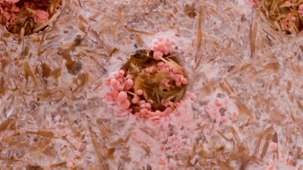 Czas Upadek Różowy Oyster Grzyby Rośnie Zbliżenie Jadalne Grzyby Rosną — Wideo stockowe