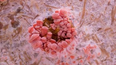 Pembe istiridye mantarlarının büyümesi, yakın çekim. Biyoloji çiftliğinde yenilebilir mantar yetiştirilir. Gıda üretim işi. Sağlıklı ECO yemekleri.