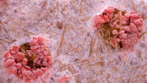 Χρονικό Όριο Των Ροζ Μανιταριών Oyster Μεγαλώνει Κοντά Βρώσιμο Μανιτάρι — Αρχείο Βίντεο