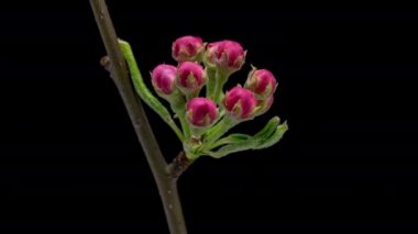 4K Time Lapse of blooming Apple flowers on black background. Spring timelapse of opening beautiful flowers on branches Apple tree.