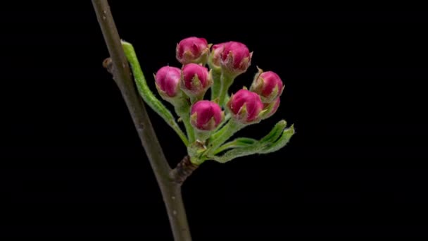 Czas Upadek Kwitnących Kwiatów Jabłka Czarnym Tle Wiosna Timelapse Otwarcia — Wideo stockowe