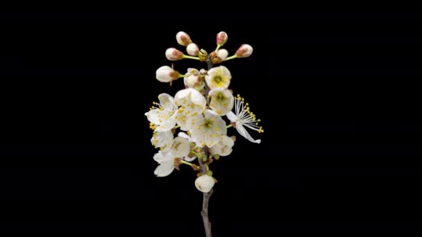 Zaman Hızı Siyah Arka Planda Izole Edilmiş Ağaç Dalında Çiçek — Stok video