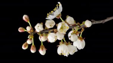 4K Zaman Hızı: Siyah arka planda izole edilmiş ağaç dalında çiçek açan beyaz erik çiçekleri. Vahşi erik çiçeklerinin baharda açtığı zaman, yakın plan.