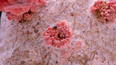 Pembe istiridye mantarlarının 4K Zaman Hızı büyümesi, yakın çekim. Biyoloji çiftliğinde yenilebilir mantar yetiştirilir. Gıda üretim işi. Sağlıklı ECO yemekleri.