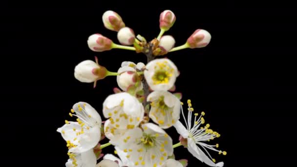 4Kタイムラプス 黒い背景に隔離された木の枝に咲く桜の花の白い花 野生の梅の開花の春のタイムラプス クローズアップ — ストック動画