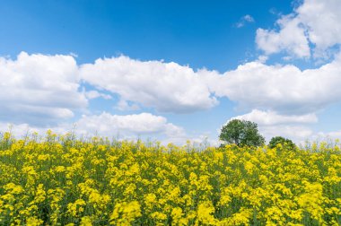 Çiçekli kanola ya da güneşli bahar gününde yetiştirilen kolza tohumu tarlası. Mavi gökyüzünde çiçek açan ırz tohumları.
