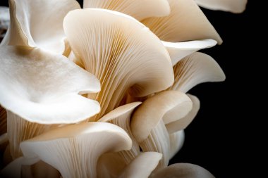 Siyah arka planda izole edilmiş gri istiridye mantarları