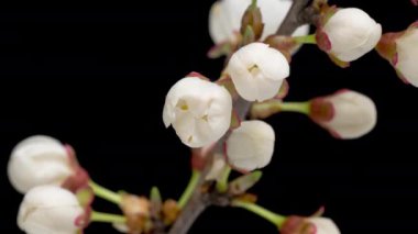 Arka planda izole edilmiş ağaç dalında çiçek açan kiraz erikli beyaz çiçeklerin 4K Zaman Hızı. Vahşi erik çiçeklerinin baharda açtığı zaman, yakın plan.