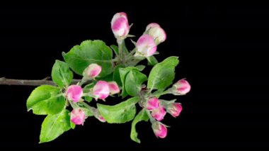 4K Time Lapse of blooming Apple flowers on black background. Spring timelapse of opening beautiful flowers on branches Apple tree.