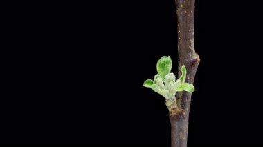 4K Time Lapse of blooming Apple flowers on black background. Spring timelapse of opening beautiful flowers on branches Apple tree.