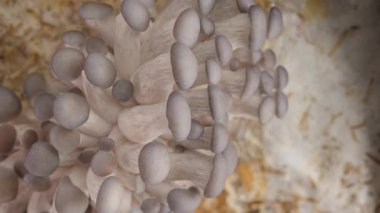 Time Lapse of Oyster mushrooms growing - close-up. Healthy ECO food. Edible mushroom grow on Bio farm. Food production business. Vertical video.