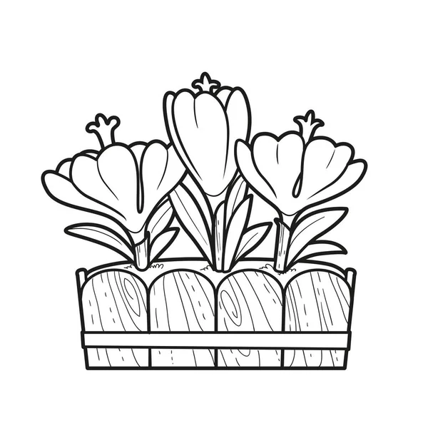 クロッカスの花は 白い背景に孤立した長いポットの着色本の線形図面で成長します — ストックベクタ