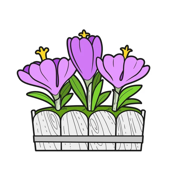 Цветы Крокуса Растут Длинной Цветовой Вариации Горшок Раскраски Книги Изолированы — стоковый вектор