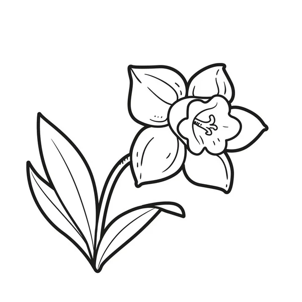 水仙の花の塗り絵白地に孤立した線描 — ストックベクタ
